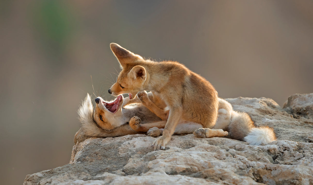 Play of Foxes Poster och Canvastavla