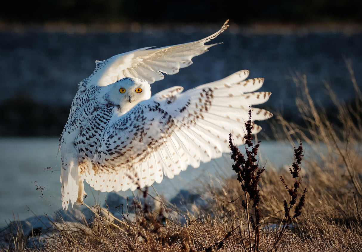 Snowy owl taking off Poster och Canvastavla