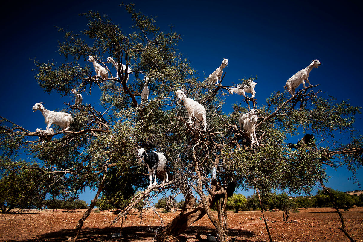 Argan Goats Poster och Canvastavla
