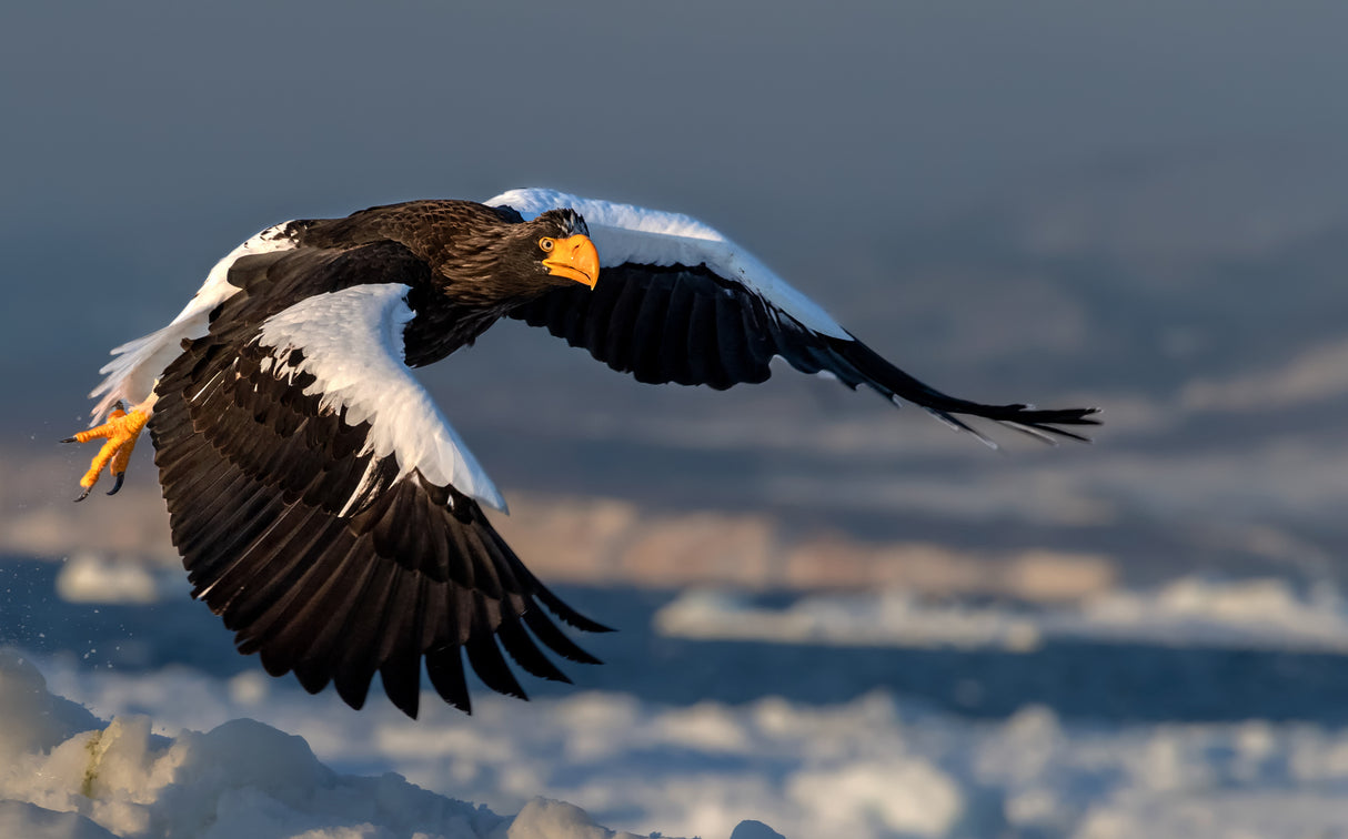 Sea Eagle flying Poster och Canvastavla