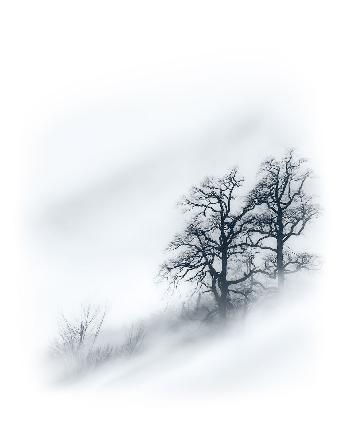 Trees in the mist Poster och Canvastavla