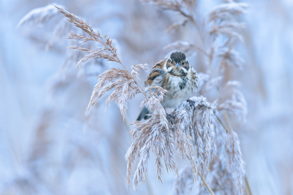 Reed Bunting Poster och Canvastavla