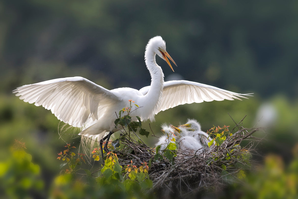Egret family Poster och Canvastavla