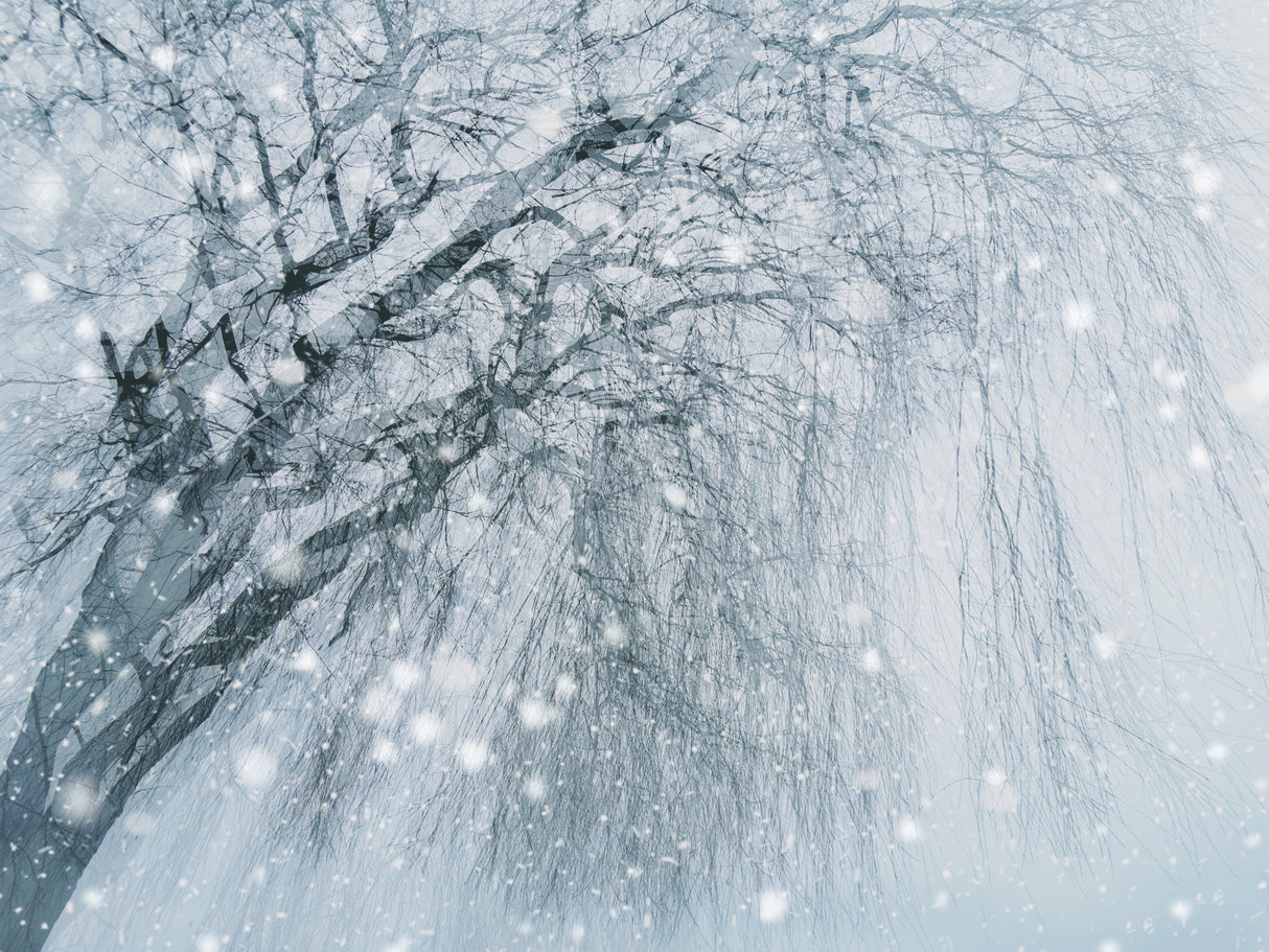 Winter tree Poster och Canvastavla