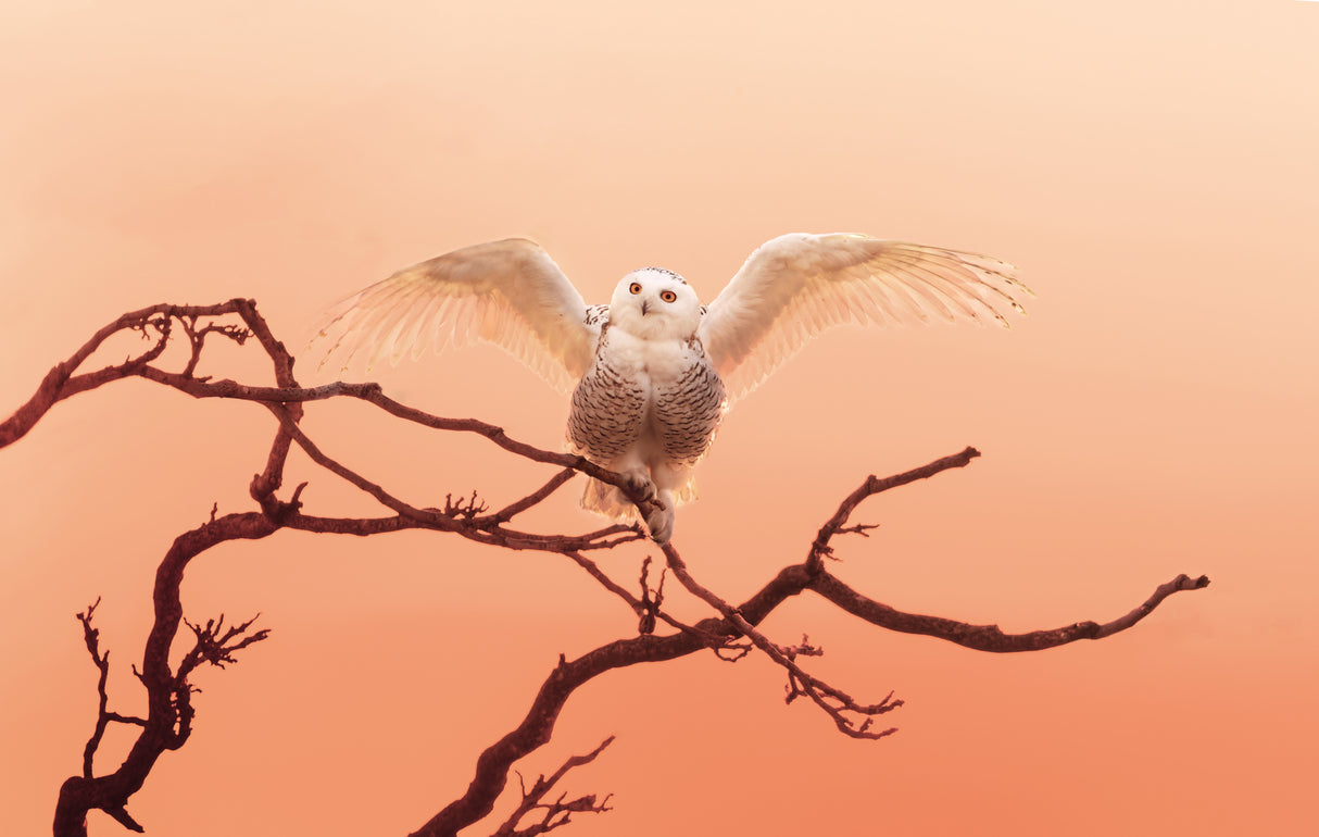 Morning greeting Poster och Canvastavla
