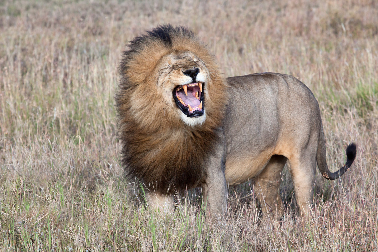 Lion Poster och Canvastavla