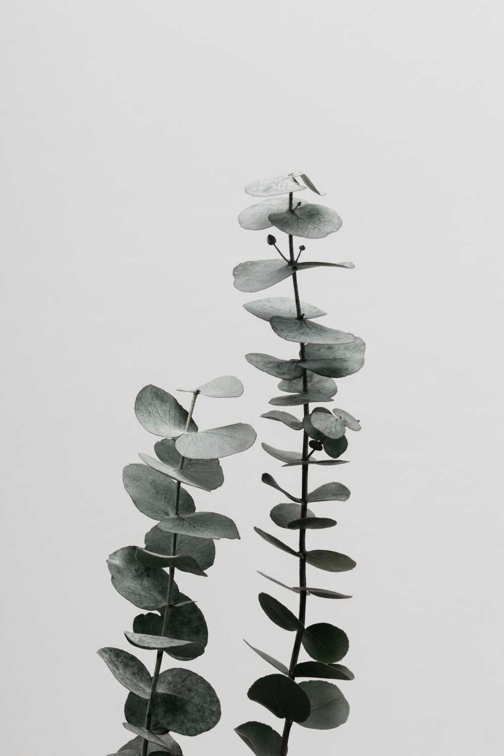 Eucalyptus Natural 03 Poster och Canvastavla