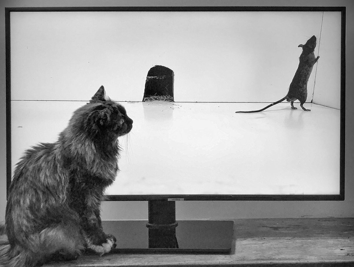 You Tube Video For Cats Poster och Canvastavla