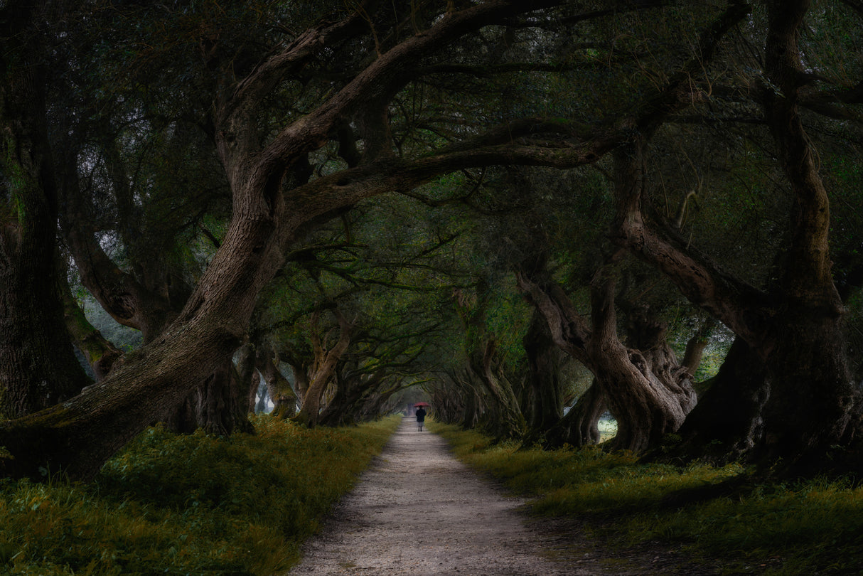 Los olivos walk Poster och Canvastavla