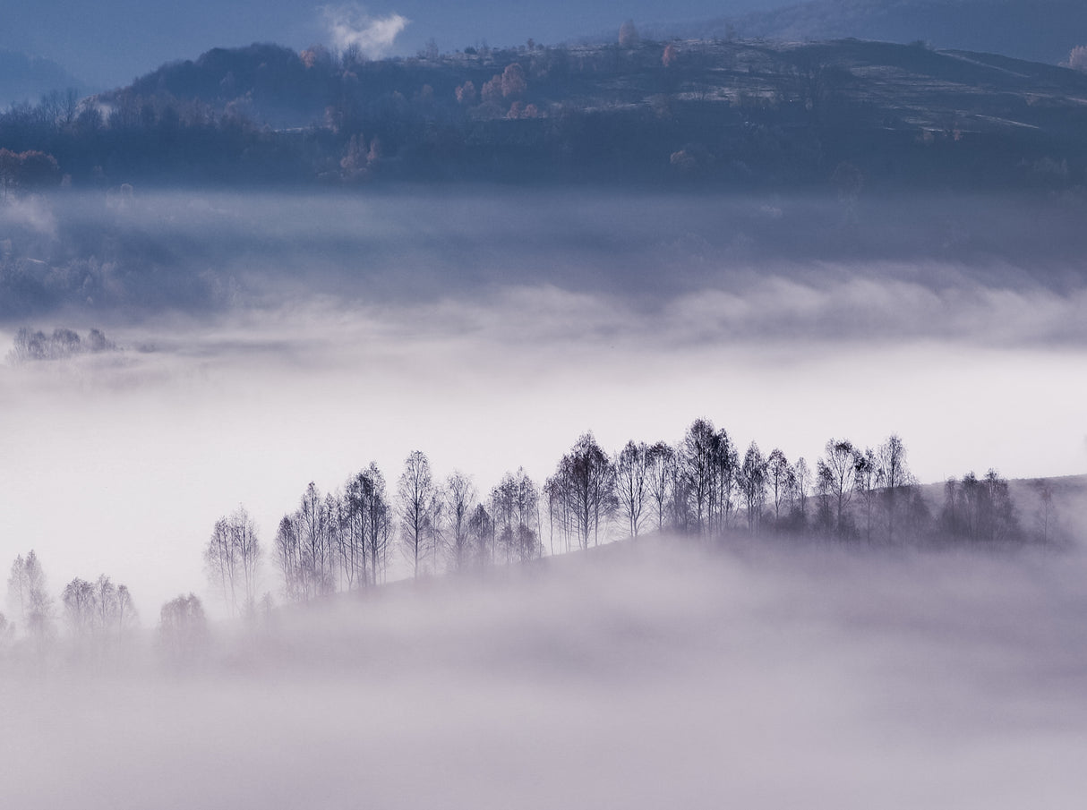 Foggy morning Poster och Canvastavla