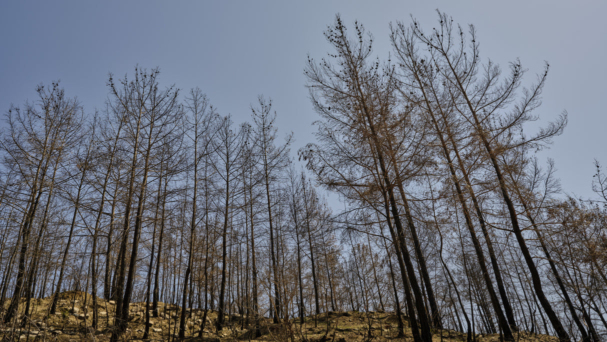 burnt trees in the forest Poster och Canvastavla