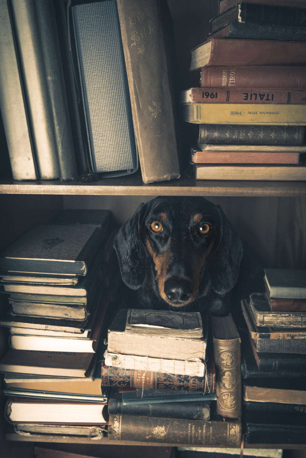 Der kleine Bibliothekar - Little Librarian Poster och Canvastavla