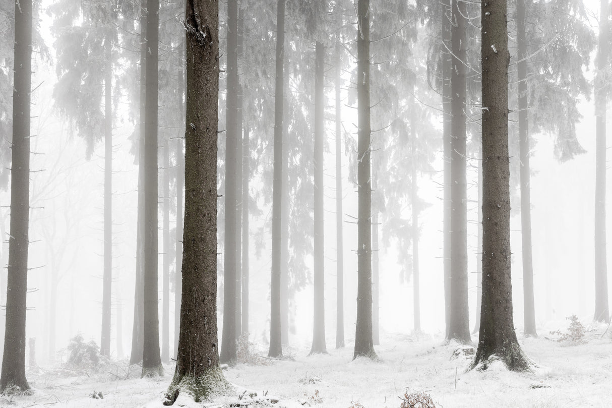 Winter Forest Poster och Canvastavla