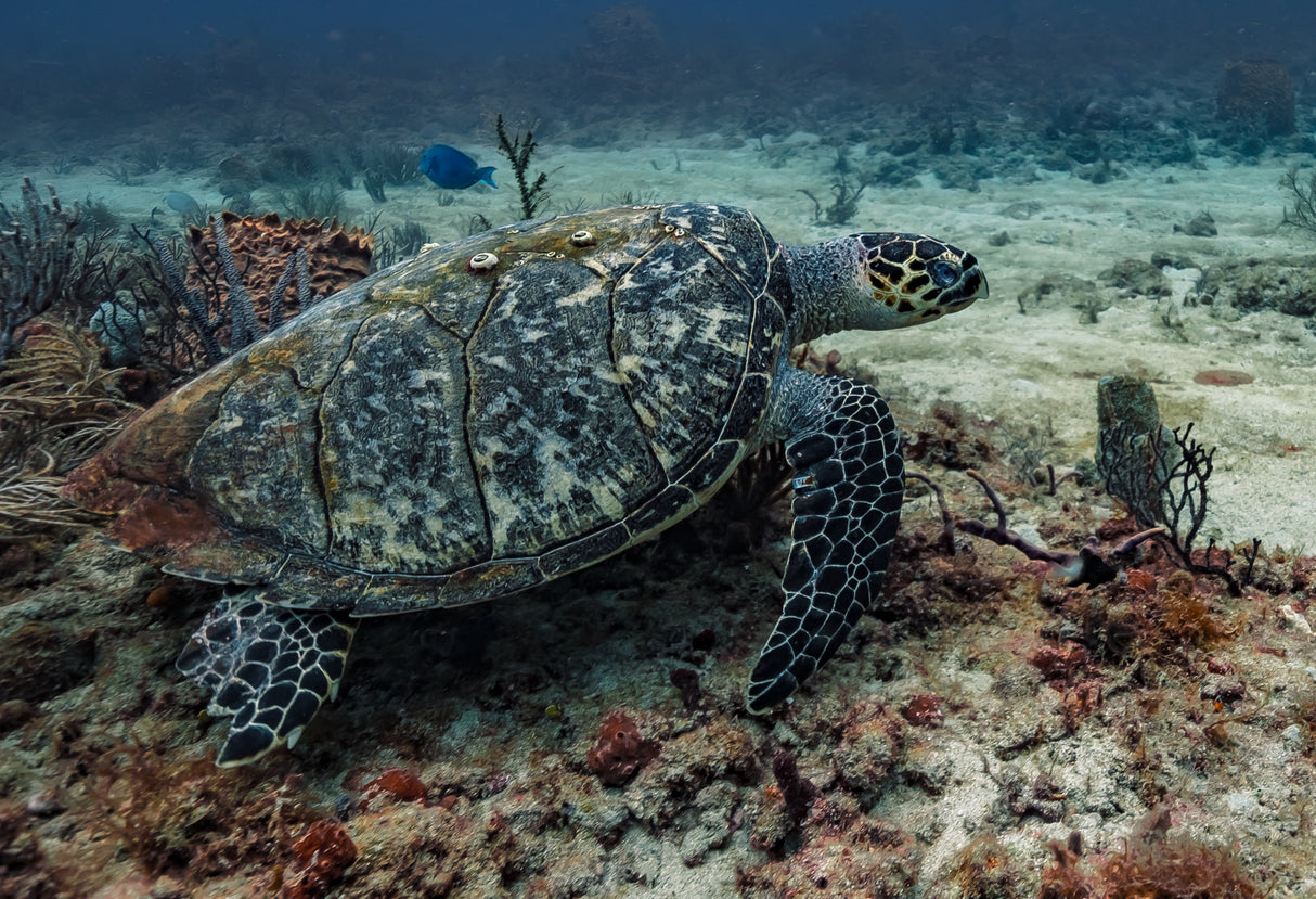 Sea Turtle Poster och Canvastavla