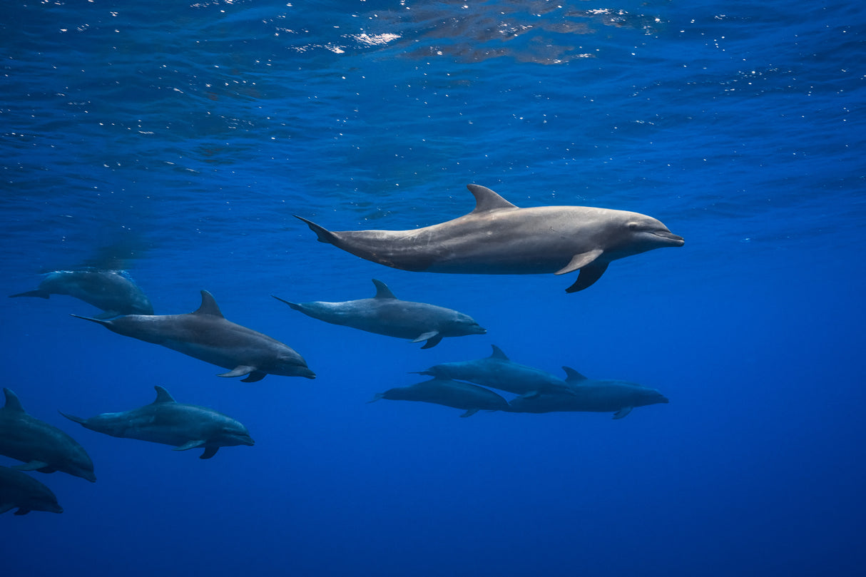 Dolphins Poster och Canvastavla