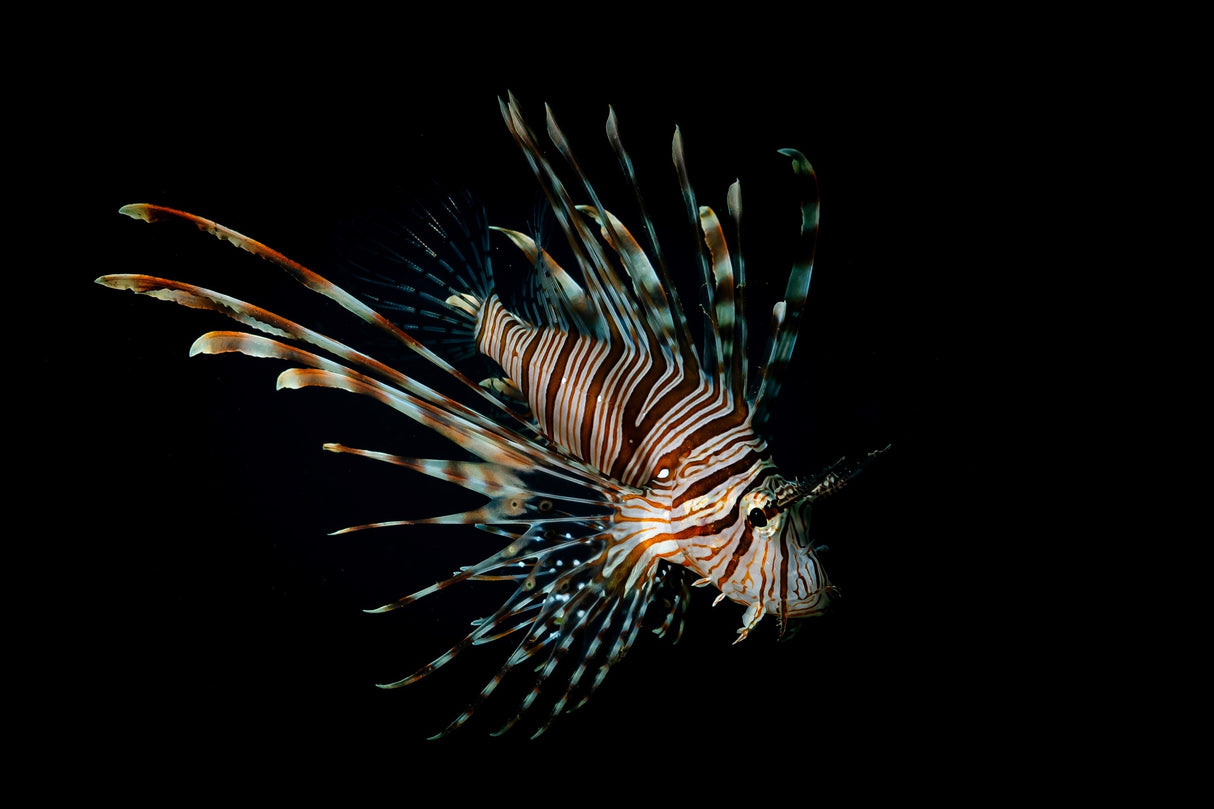 Pterois Poster och Canvastavla