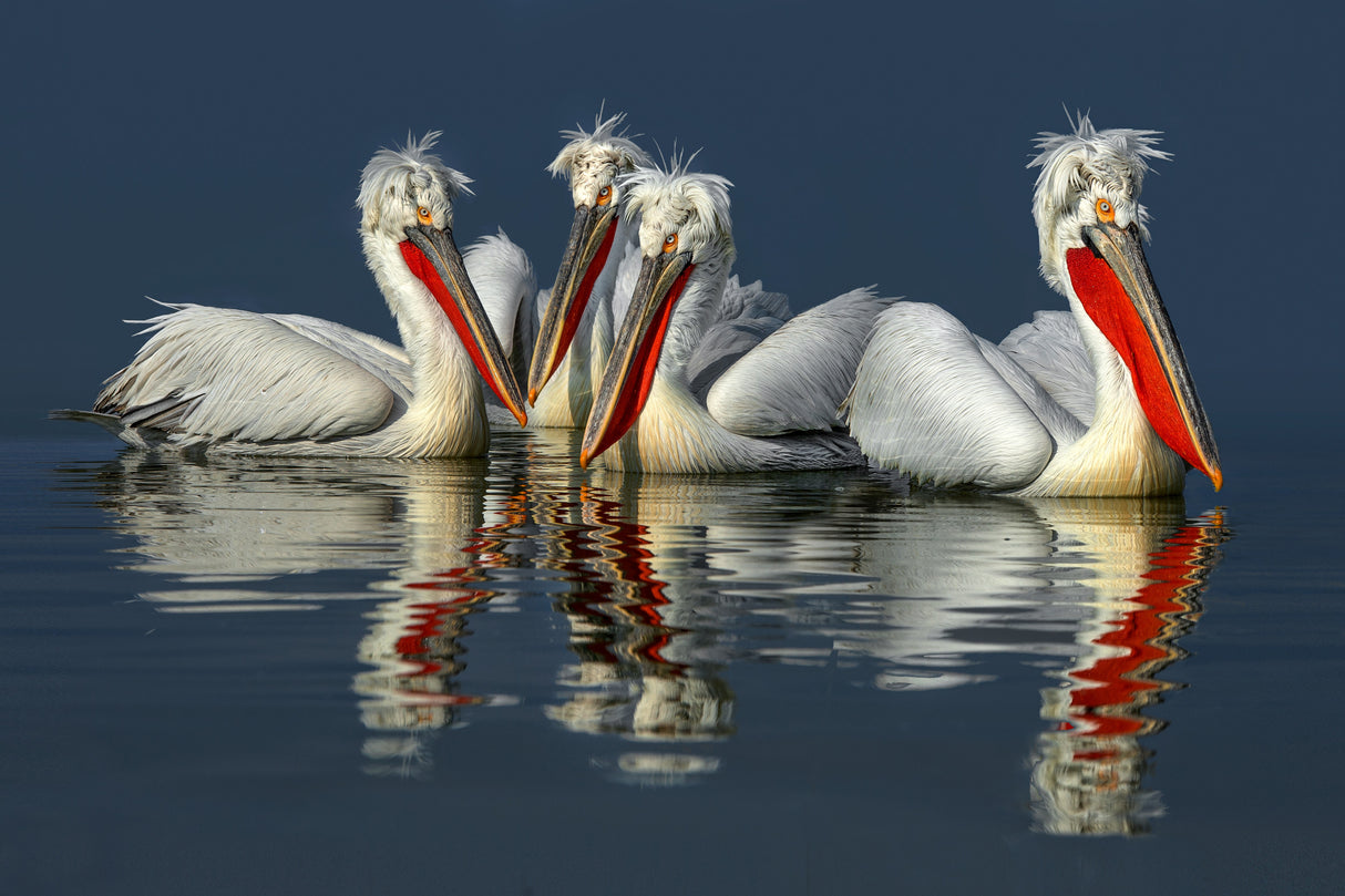 Dalmatian pelicans Close Up Poster och Canvastavla