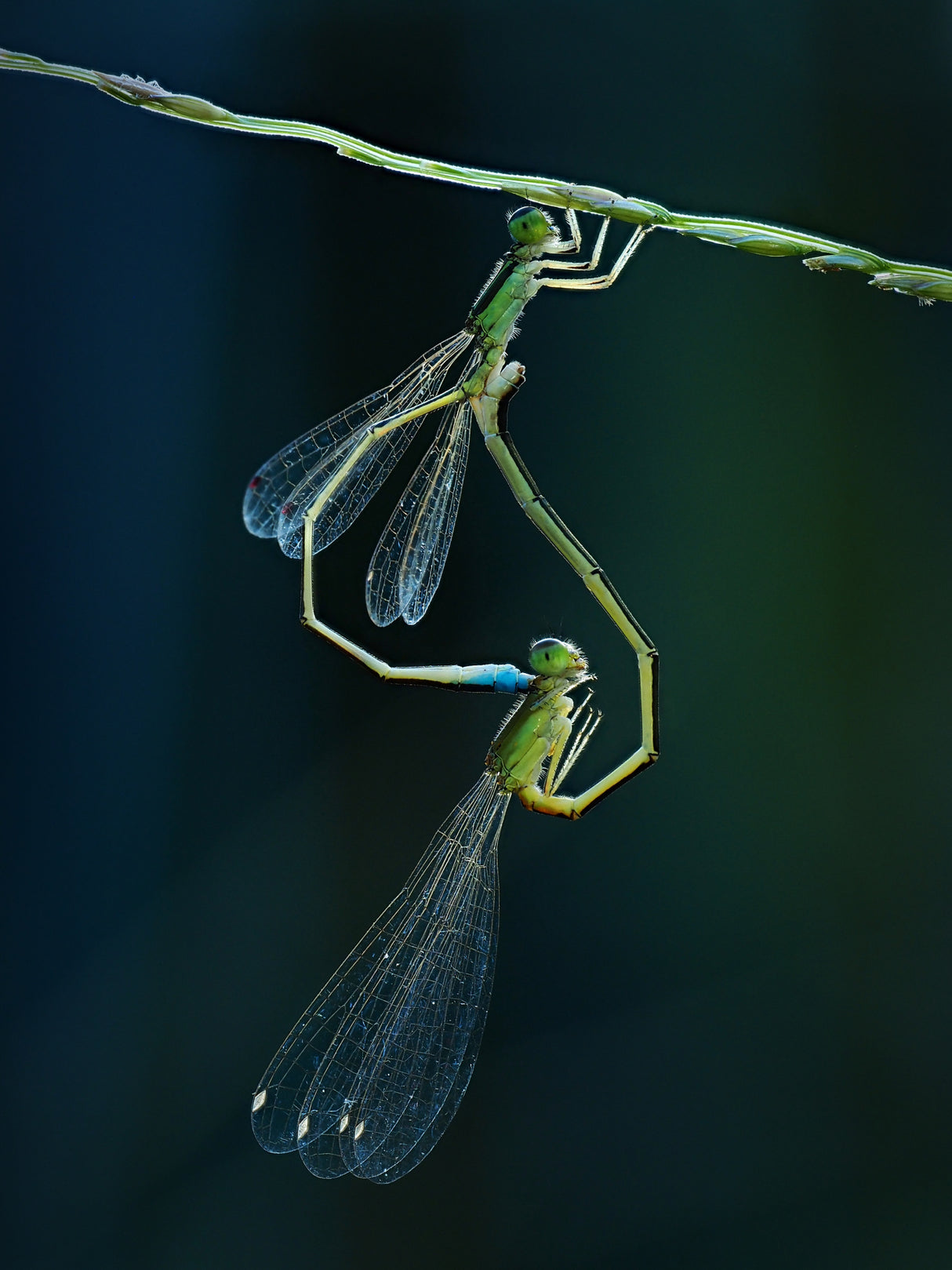 clear wings Poster och Canvastavla