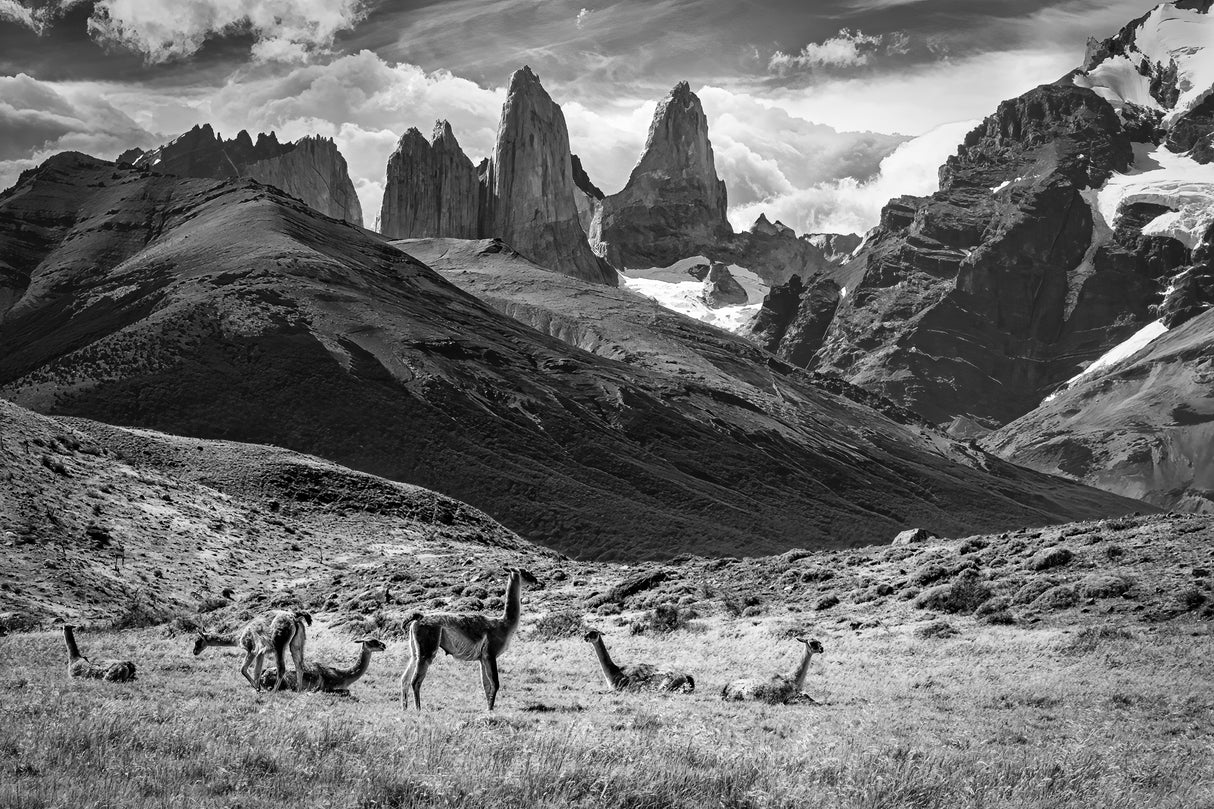 Guanacos Poster och Canvastavla