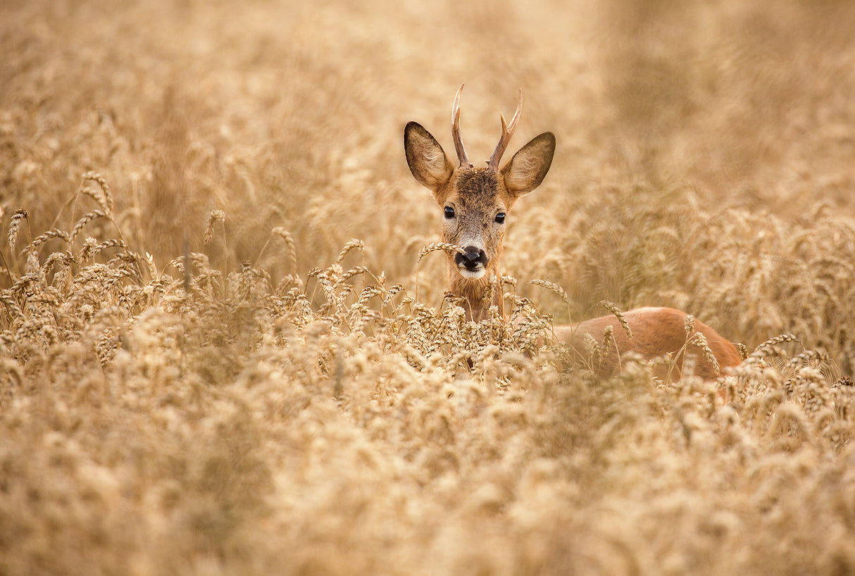 Deer in the field Poster och Canvastavla