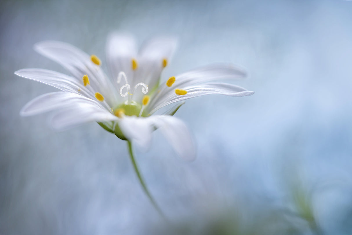 Greater Stitchwort Poster och Canvastavla