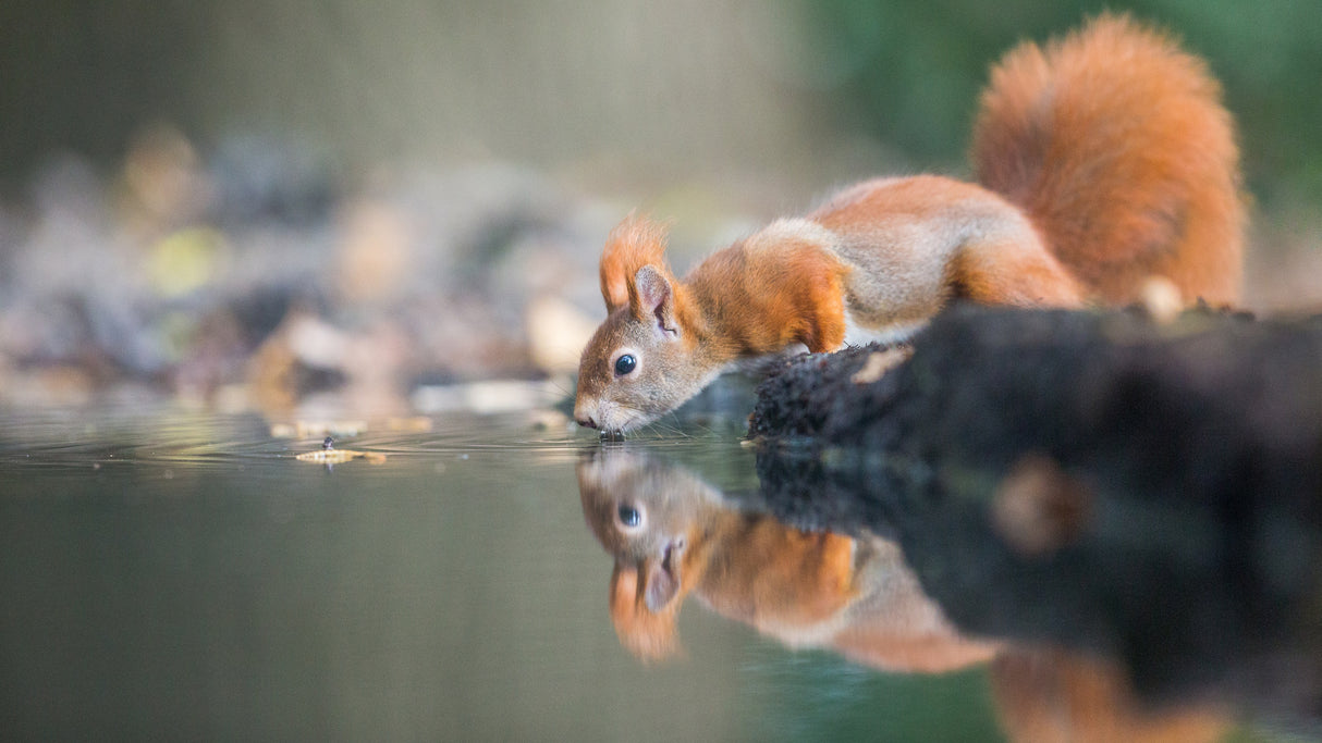 red squirrel Poster och Canvastavla
