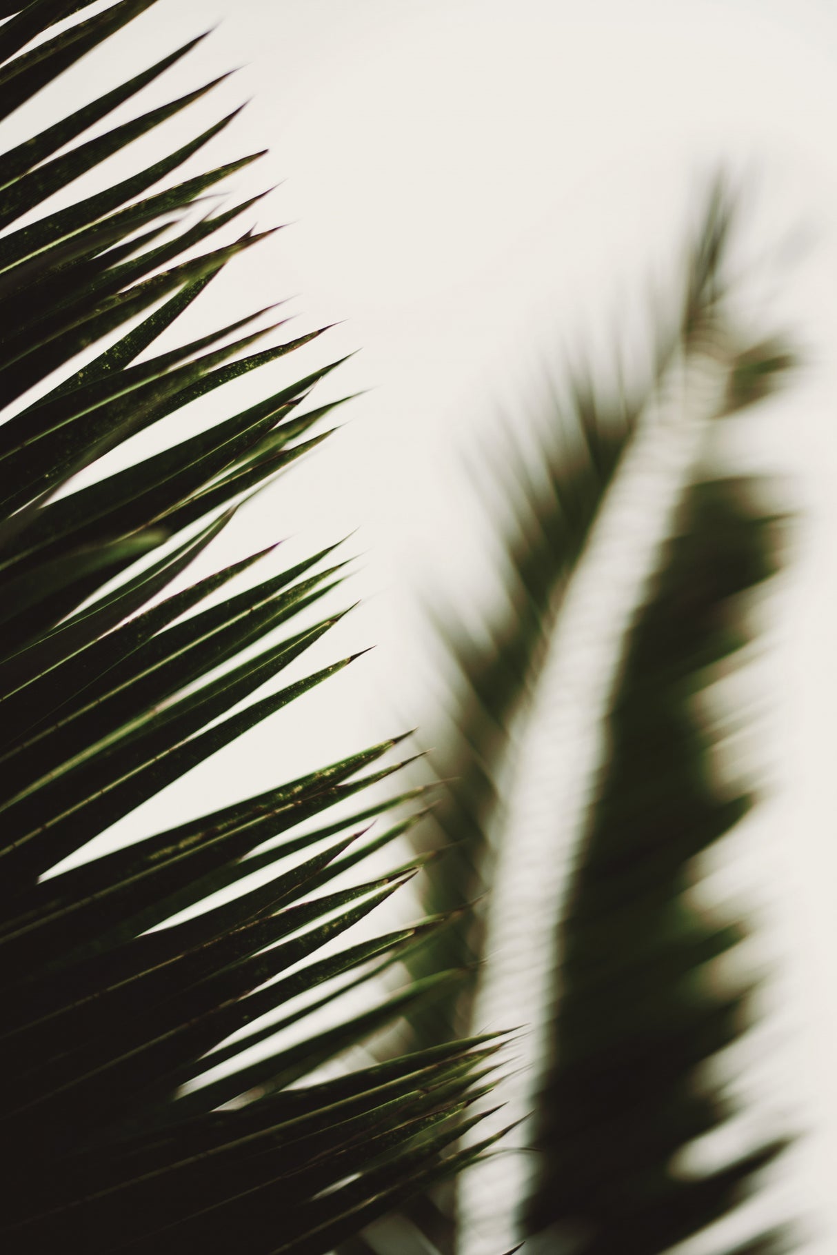 Palm Branches Poster och Canvastavla