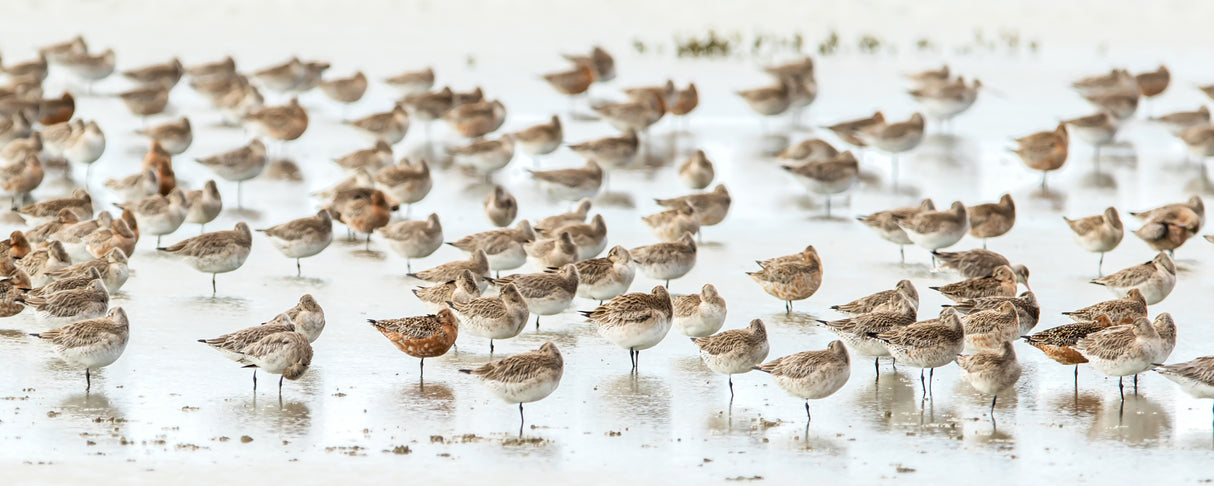 Bar-tailed Godwit 19 Poster och Canvastavla