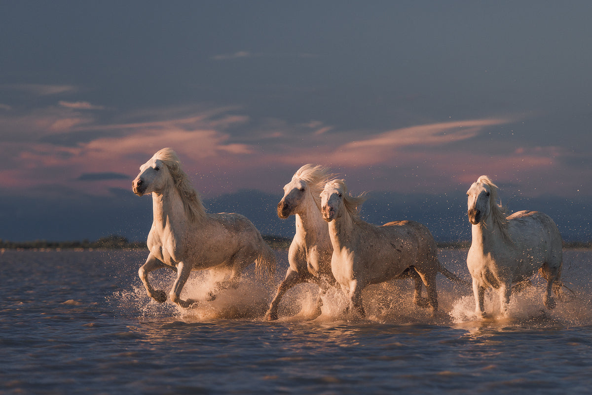 Angels of Camargue Poster och Canvastavla