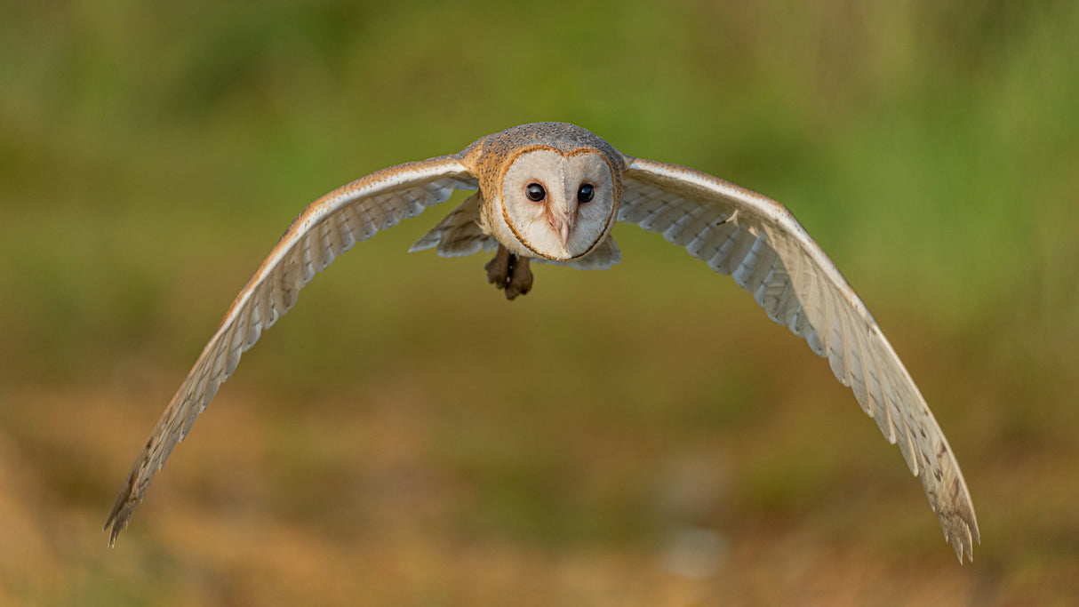 Owl: look me in the eyes Poster och Canvastavla