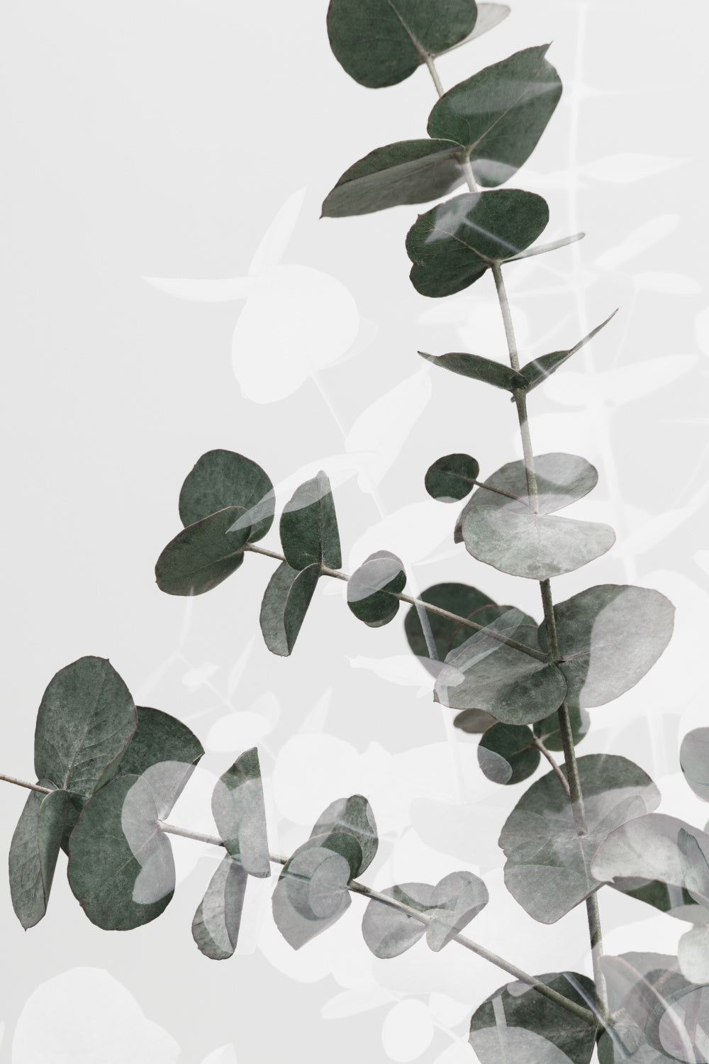 Eucalyptus Creative 04 Poster och Canvastavla