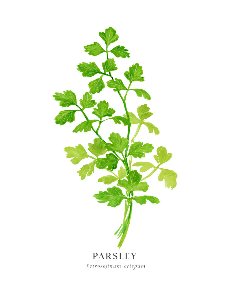 Parsley I Poster Kitchen poster eller kökstavla