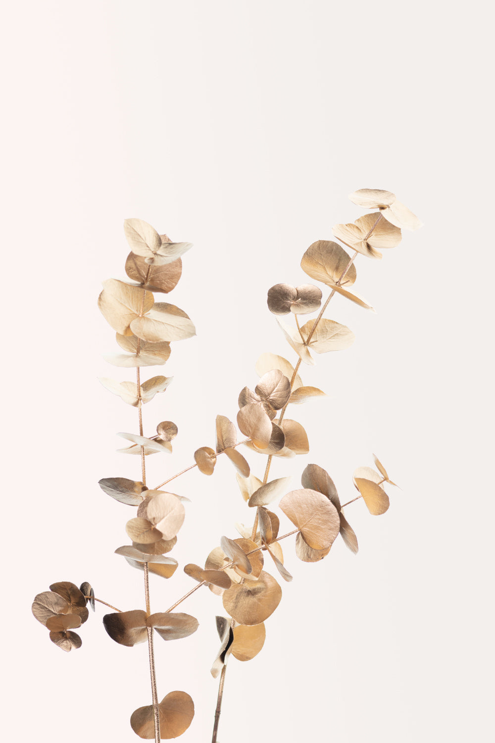 Eucalyptus Gold No 02 Poster och Canvastavla