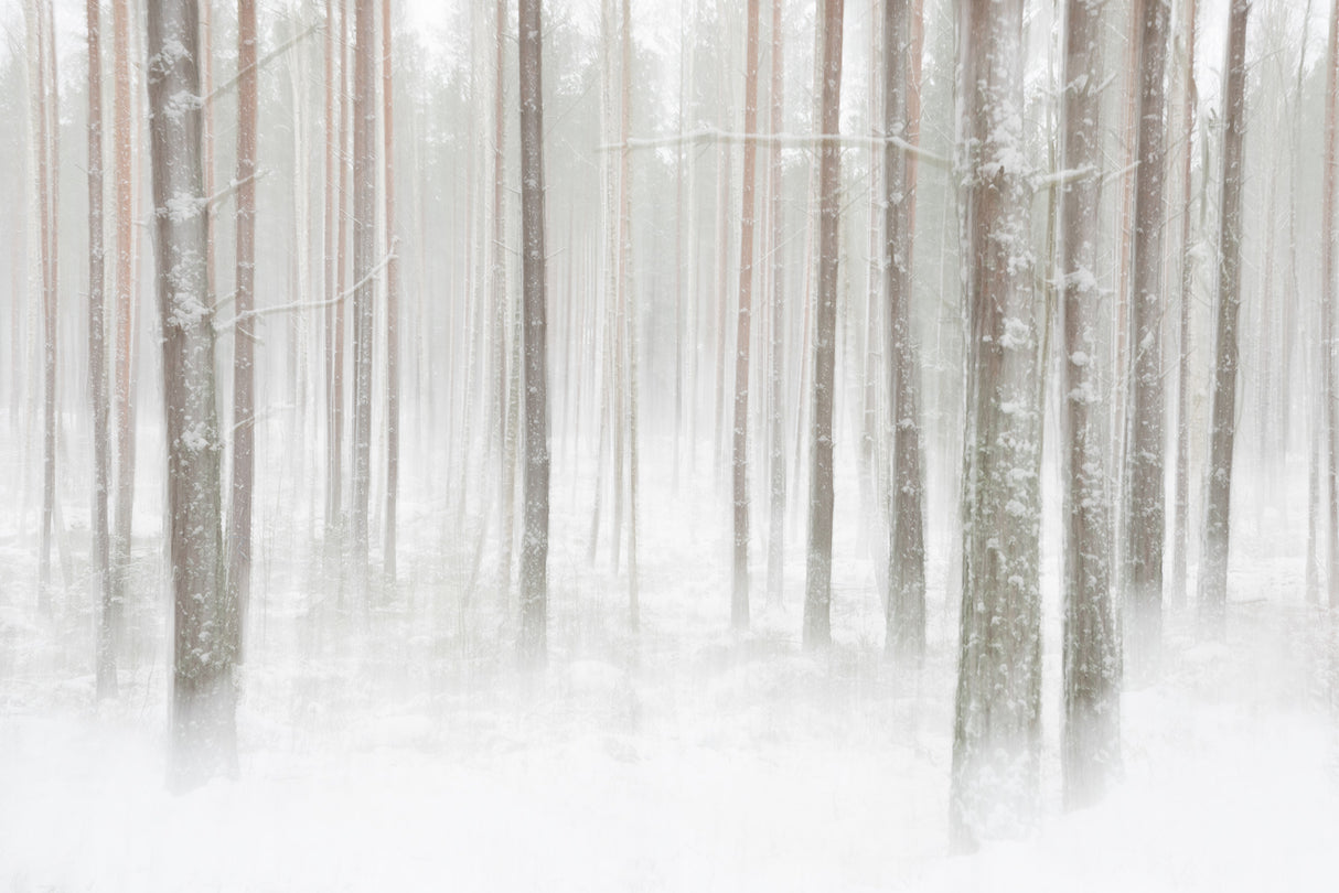 Winterforest in Sweden Poster och Canvastavla