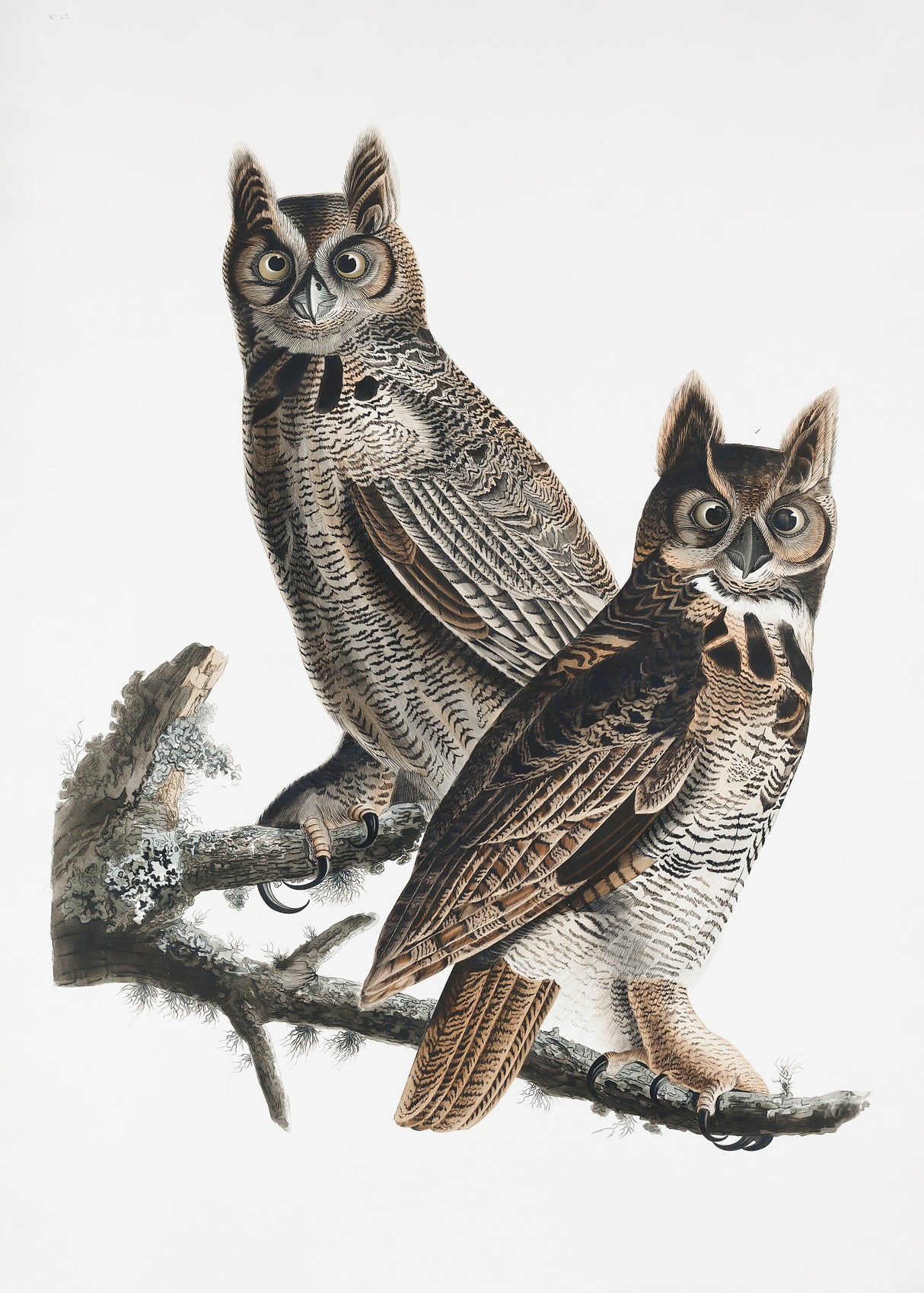 Great Horned Owl From Birds of America (1827) Poster och Canvastavla