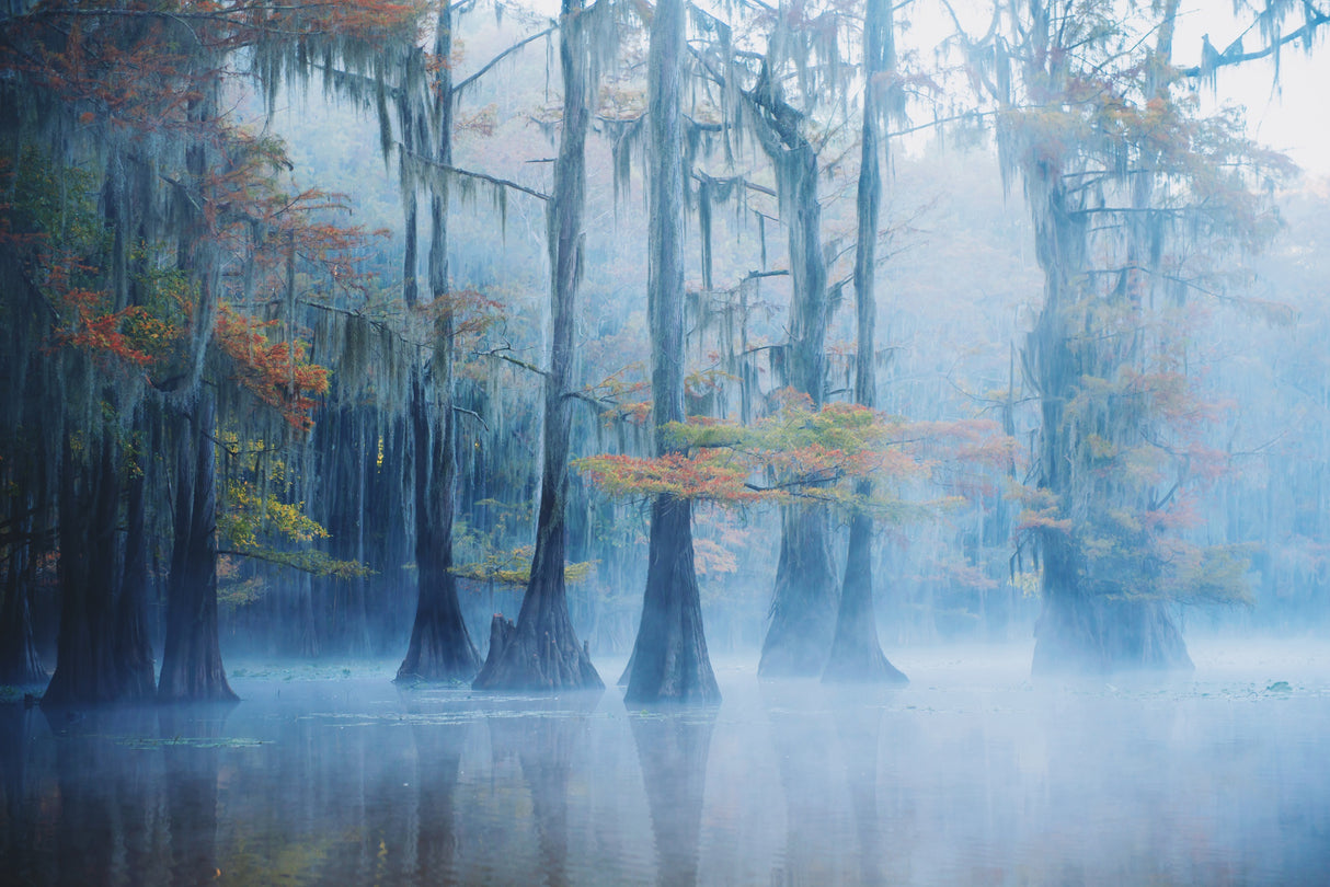 Foggy Swamp Morning Poster och Canvastavla