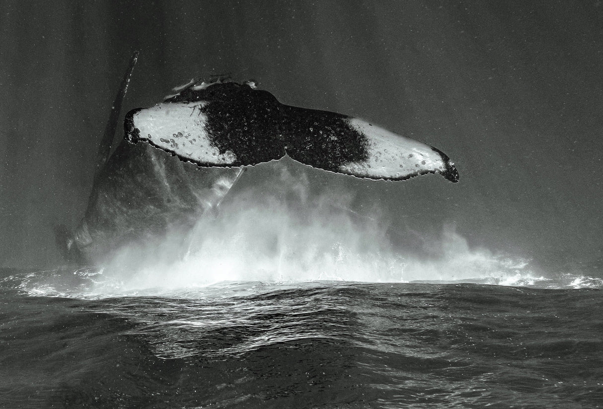 Tale of whales Poster och Canvastavla