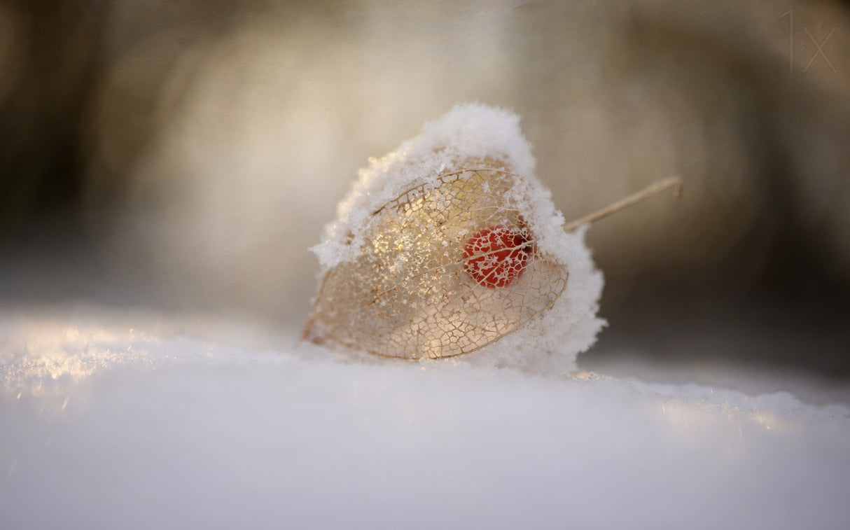 Physalis in Snow Poster och Canvastavla