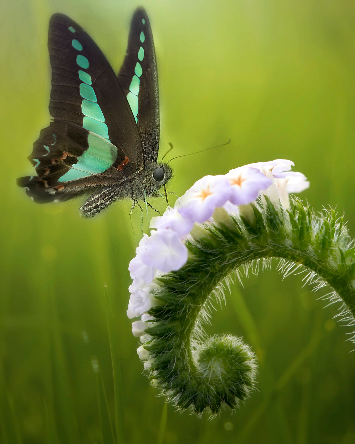 The Butterfly and The Flowers Poster och Canvastavla