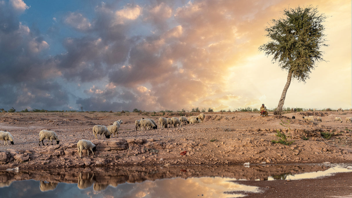 The shepherd Poster och Canvastavla