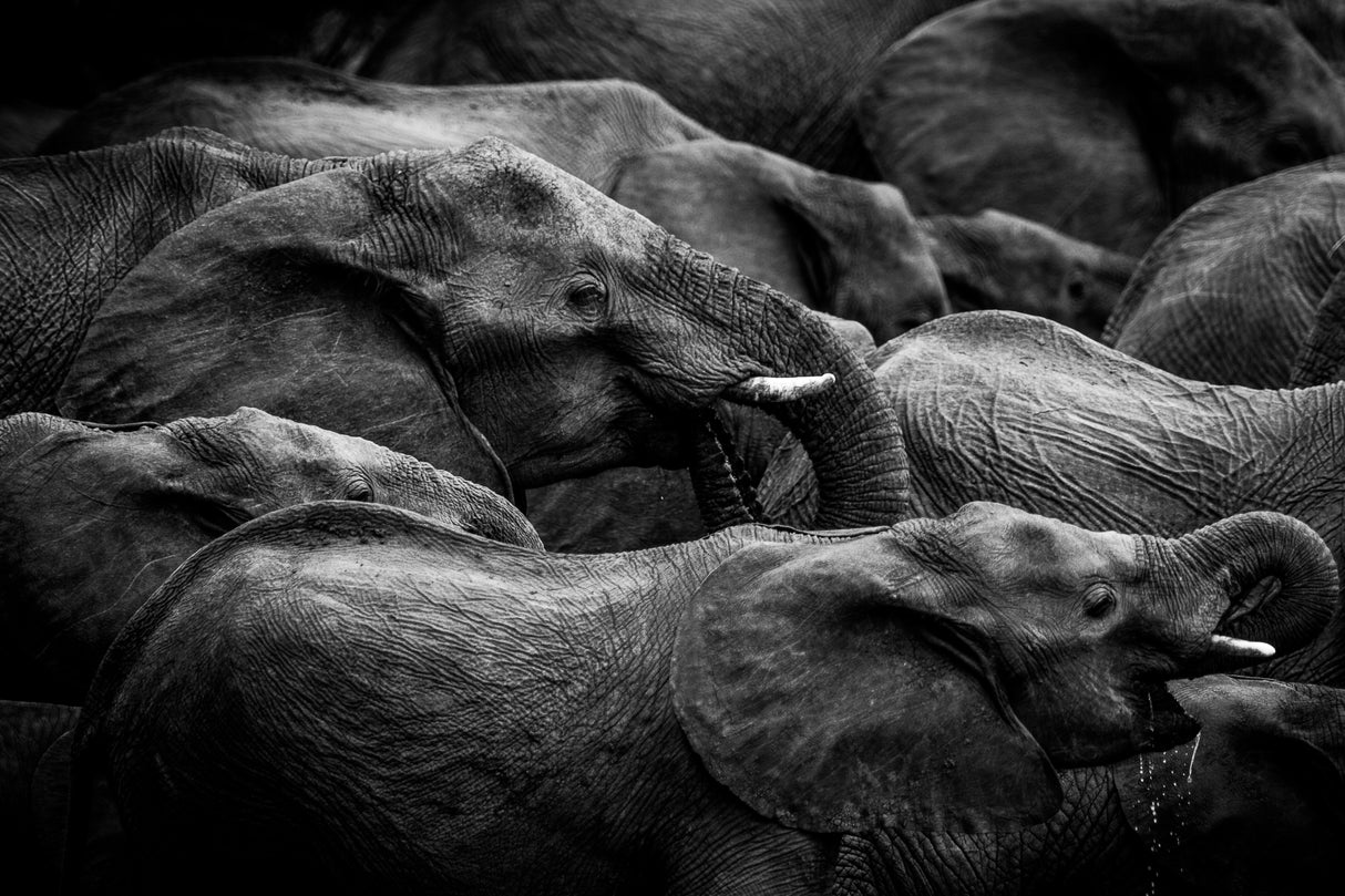 Elephant herd Poster och Canvastavla