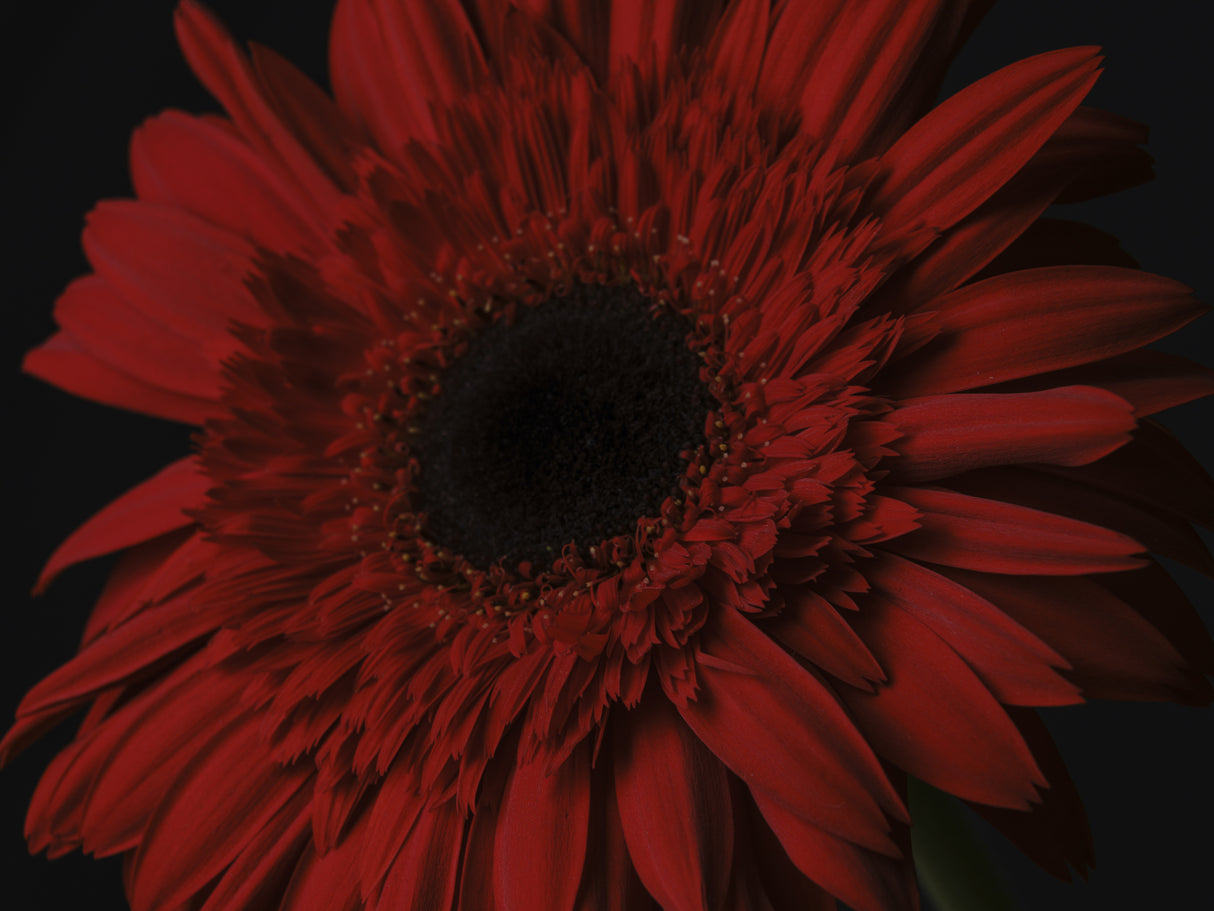 beautiful flower Poster och Canvastavla