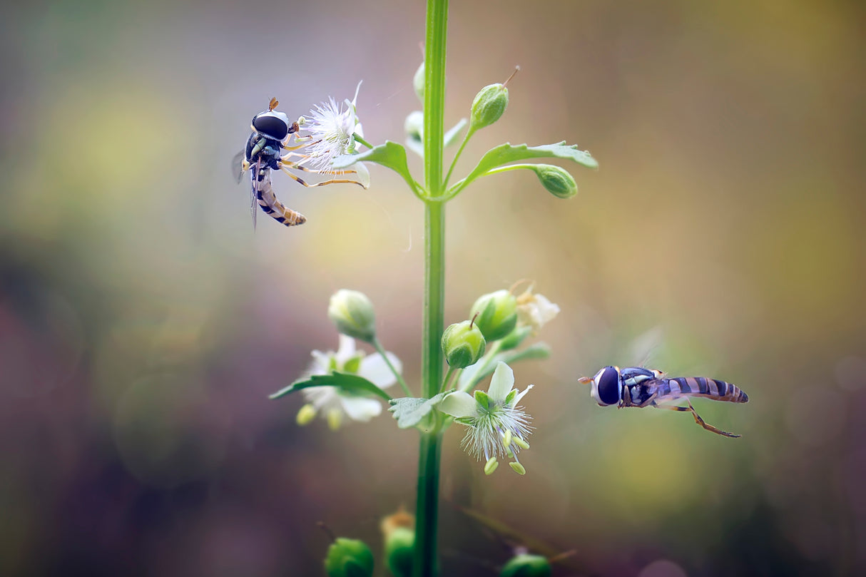 Hoverflies Poster och Canvastavla