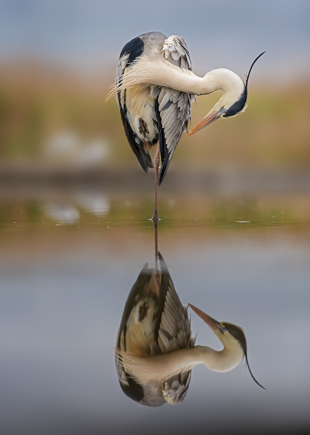 Balance in reflection Poster och Canvastavla
