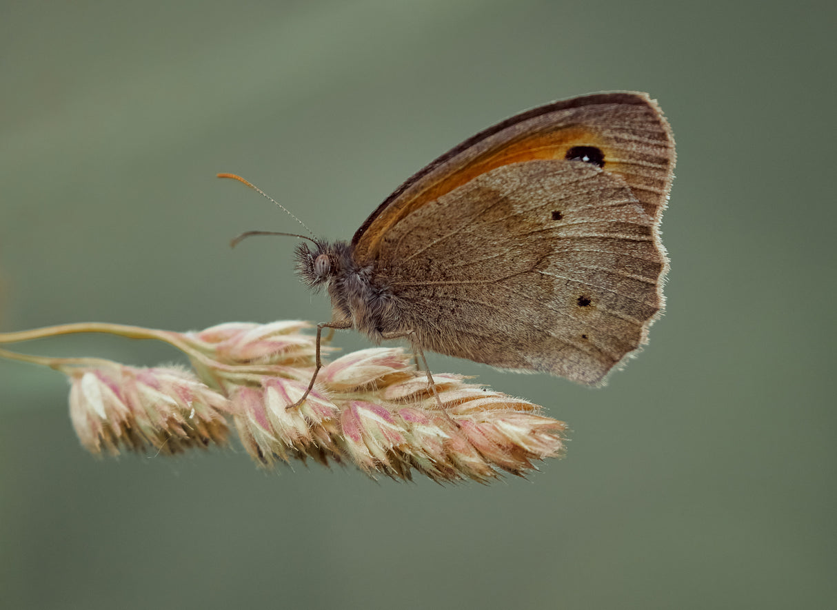 Meadow Brown. Poster och Canvastavla