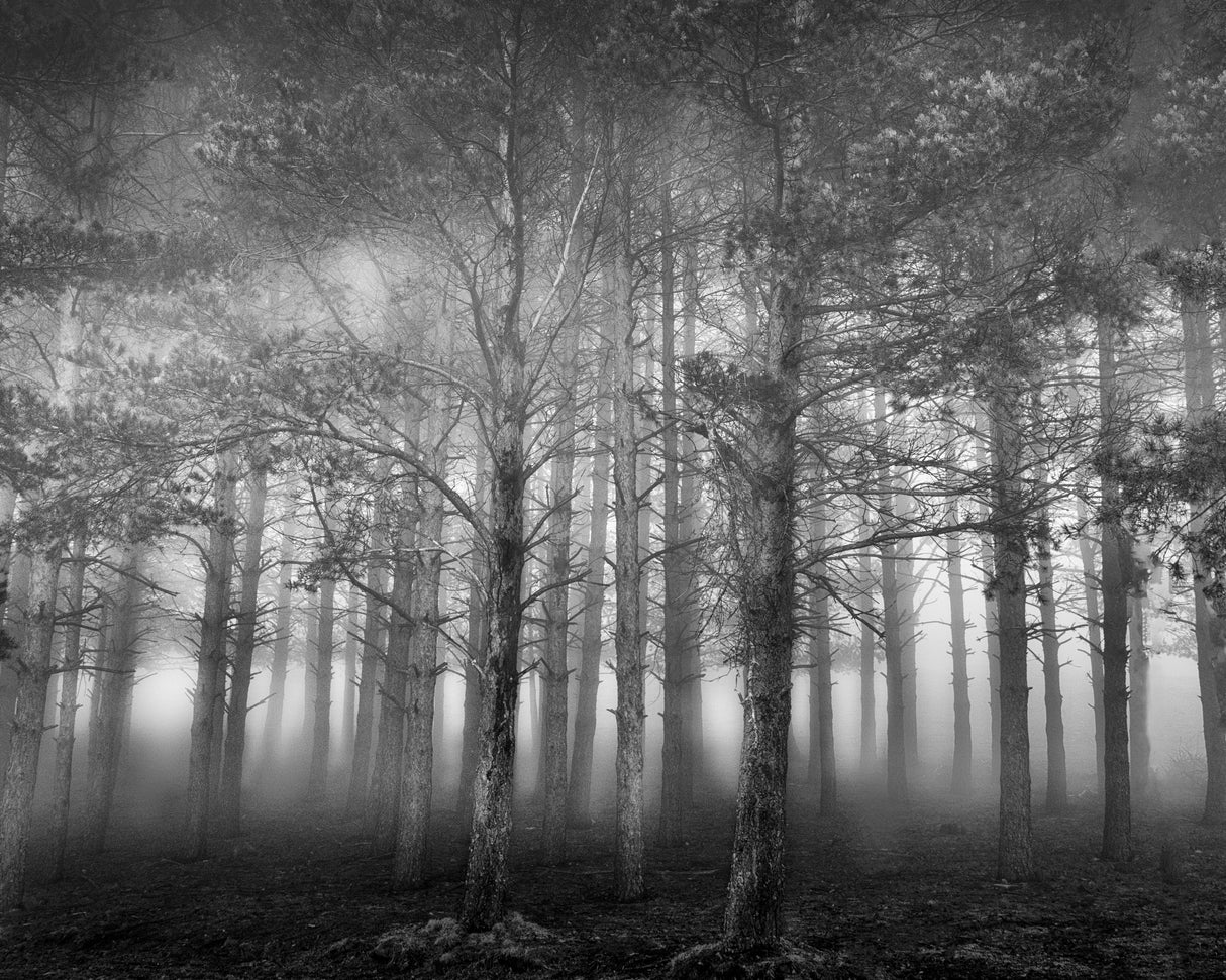 In the Woods II Poster och Canvastavla