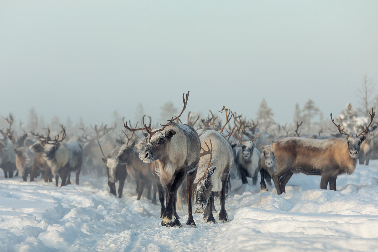 Reindeers Poster och Canvastavla