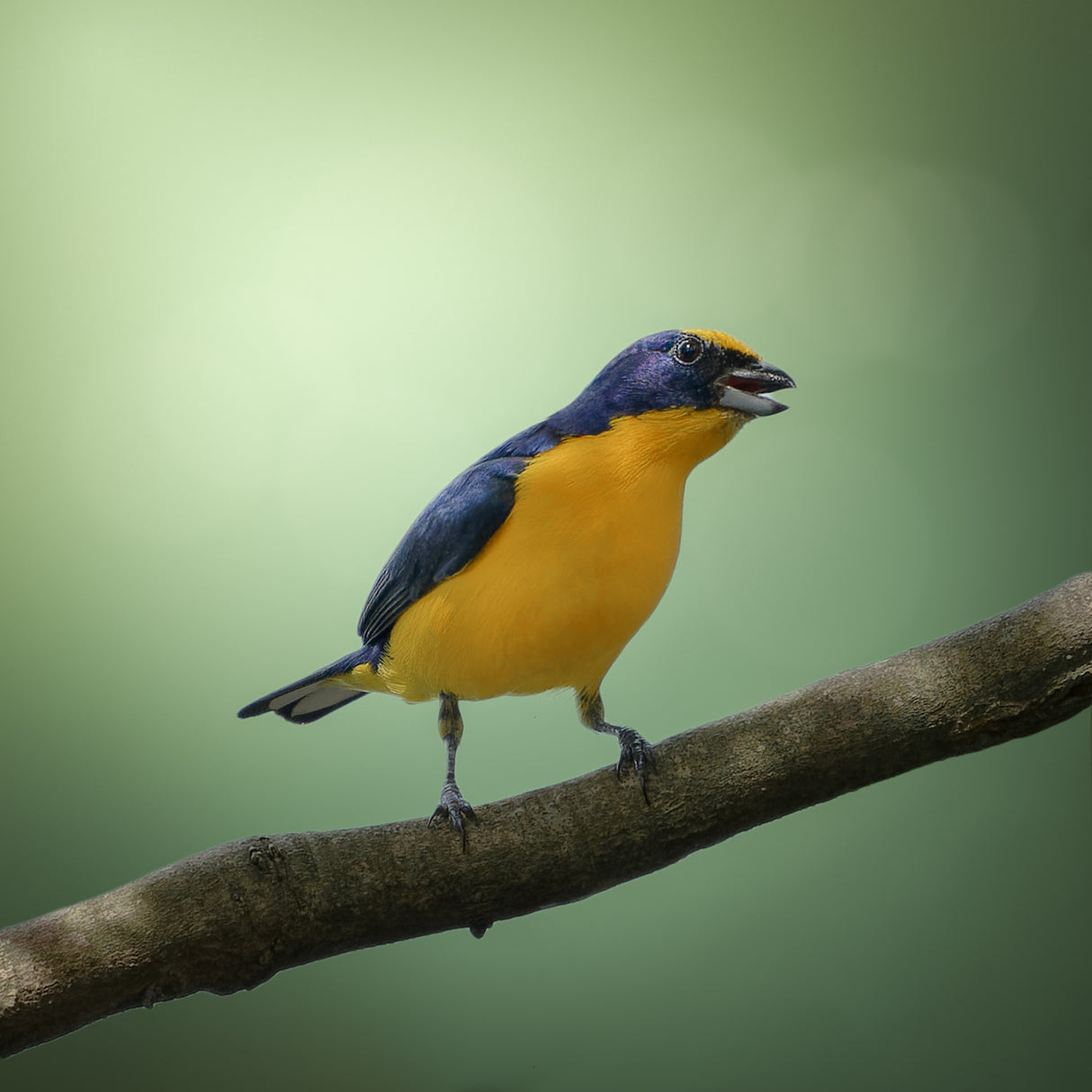Thick-billed Euphonia Poster och Canvastavla