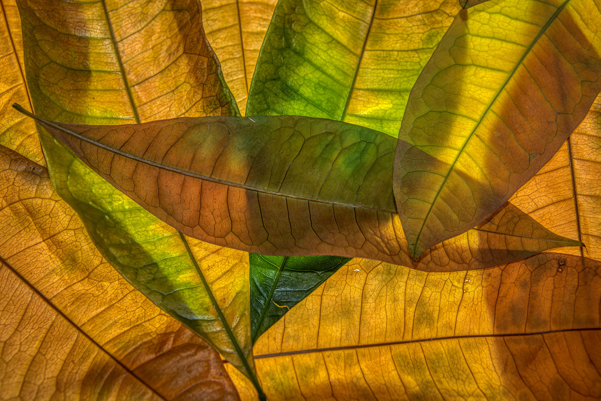 Colors of nature Poster och Canvastavla