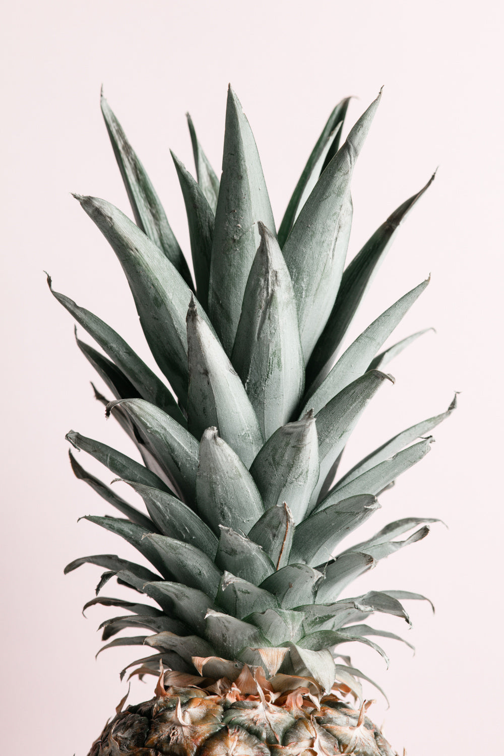 Pineapple Natural Tint Poster och Canvastavla